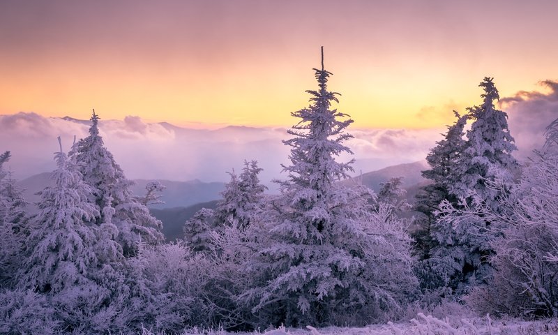Обои лес, закат, зима, forest, sunset, winter разрешение 6016x4016 Загрузить