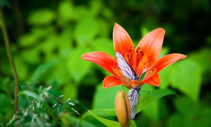 Обои макро, цветок, лето, крылья, сад, насекомые, лилия, бабочки, macro, flower, summer, wings, garden, insects, lily, butterfly разрешение 5616x3744 Загрузить