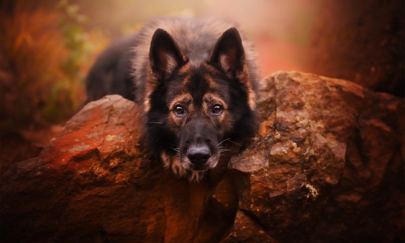 Обои морда, камни, взгляд, собака, немецкая овчарка, face, stones, look, dog, german shepherd разрешение 2048x1365 Загрузить