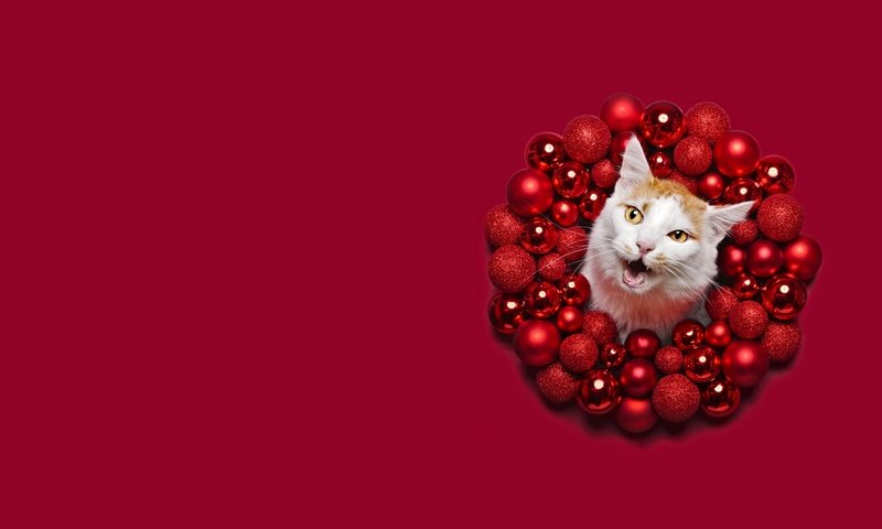 Обои морда, круг, новый год, красный фон, шары, кот, кошка, шарики, рыжий, праздник, рождество, face, round, new year, red background, balls, cat, red, holiday, christmas разрешение 2000x1125 Загрузить