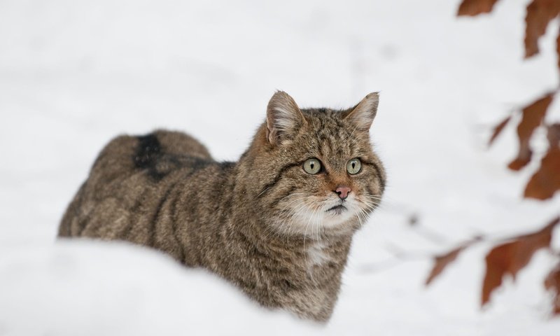 Обои морда, снег, листья, зима, кот, кошка, боке, дикий кот, лесной кот, wildcat, face, snow, leaves, winter, cat, bokeh, wild cat разрешение 2000x1329 Загрузить