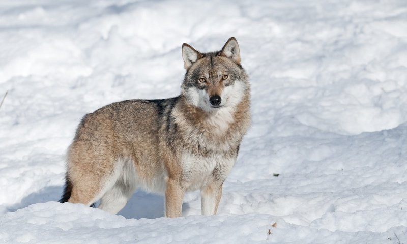 Обои морда, снег, зима, взгляд, волк, face, snow, winter, look, wolf разрешение 2000x1328 Загрузить