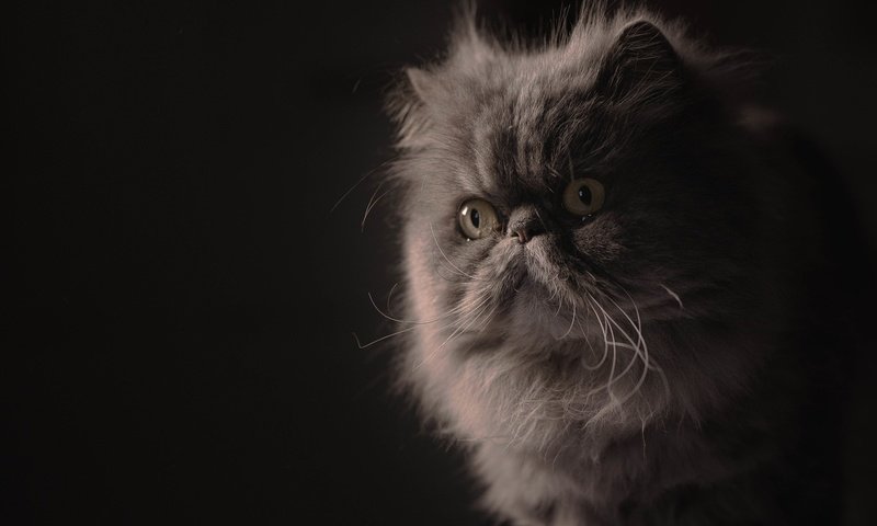 Обои портрет, мордочка, взгляд, пушистая, персидская кошка, portrait, muzzle, look, fluffy, persian cat разрешение 2048x1365 Загрузить