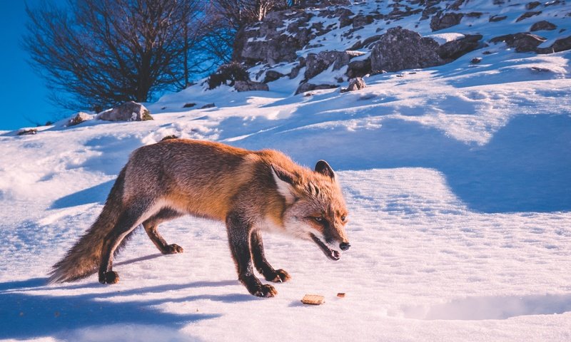 Обои снег, пасть, камни, печенье, зима, поза, взгляд, рыжая, лиса, куст, snow, mouth, stones, cookies, winter, pose, look, red, fox, bush разрешение 3549x2373 Загрузить