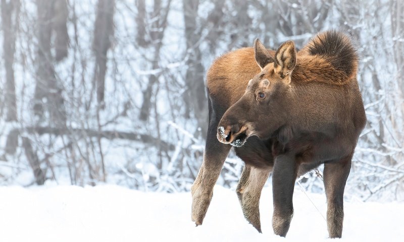 Обои снег, природа, лес, зима, лось, snow, nature, forest, winter, moose разрешение 2880x1920 Загрузить