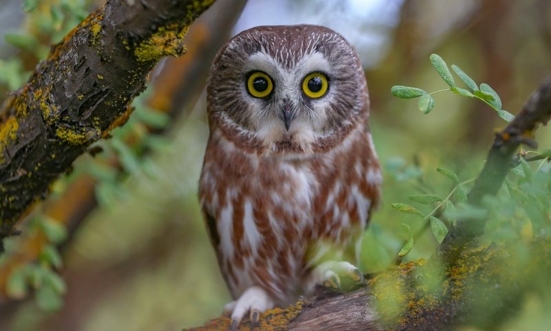 Обои сова, ветки, птица, североамериканский мохноногий сыч, owl, branches, bird, north american boreal owl разрешение 4625x3083 Загрузить