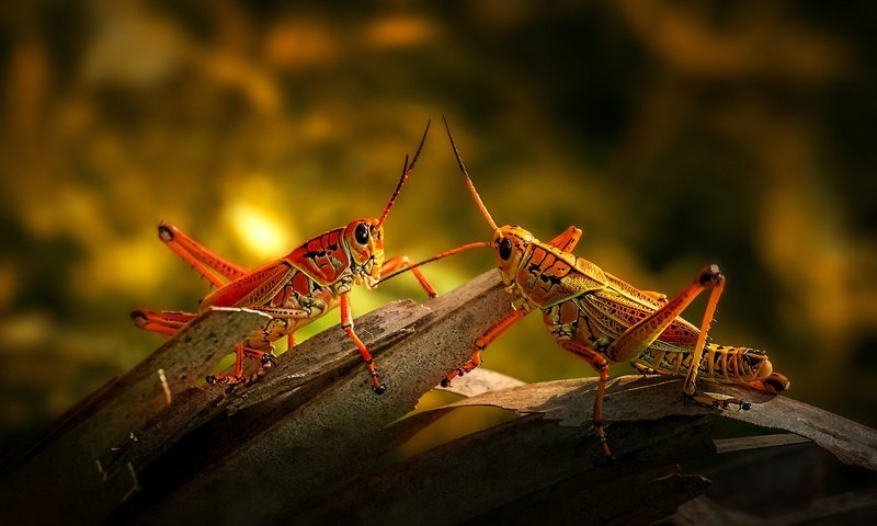 Обои свет, кора, кузнечик, боке, кузнечики, light, bark, grasshopper, bokeh, grasshoppers разрешение 2880x1620 Загрузить