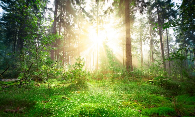 Обои свет, солнце, зелень, лес, лучи, стволы, весна, сосны, light, the sun, greens, forest, rays, trunks, spring, pine разрешение 3840x2160 Загрузить