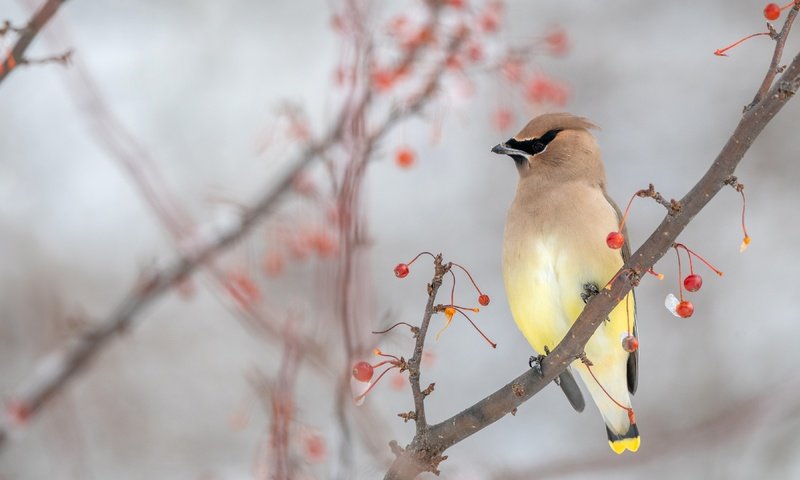 Обои ветки, осень, птица, ягоды, свиристель, branches, autumn, bird, berries, the waxwing разрешение 3840x2160 Загрузить