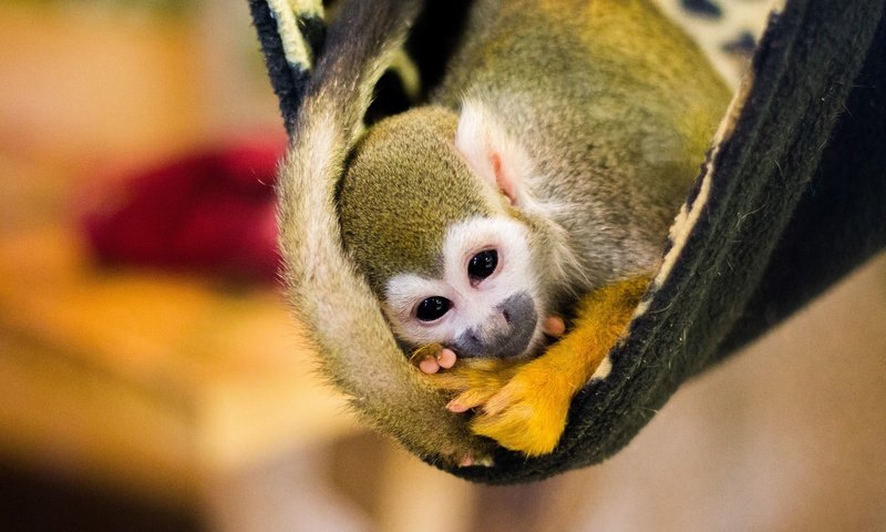 Обои желтый, хвост, фон, обезьянка, детеныш, поза, боке, взгляд, саймири, мордашка, гамак, плед, обезьяна, yellow, tail, background, cub, pose, bokeh, look, squirrel monkeys, face, hammock, plaid, monkey разрешение 2880x1620 Загрузить