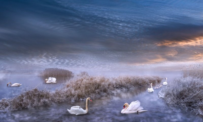 Обои зима, иней, водоем, рендеринг, лебеди, winter, frost, pond, rendering, swans разрешение 3840x2160 Загрузить