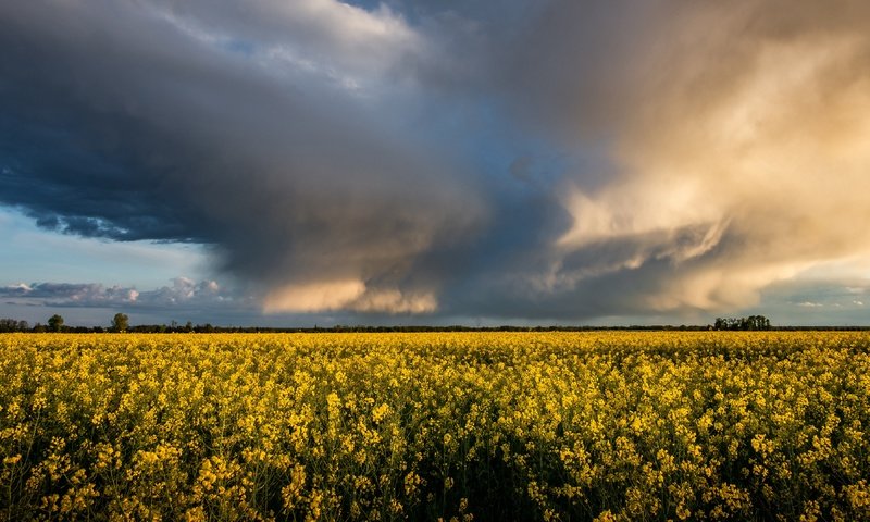 Обои небо, цветы, облака, горизонт, желтые, рапс, the sky, flowers, clouds, horizon, yellow, rape разрешение 3840x2160 Загрузить