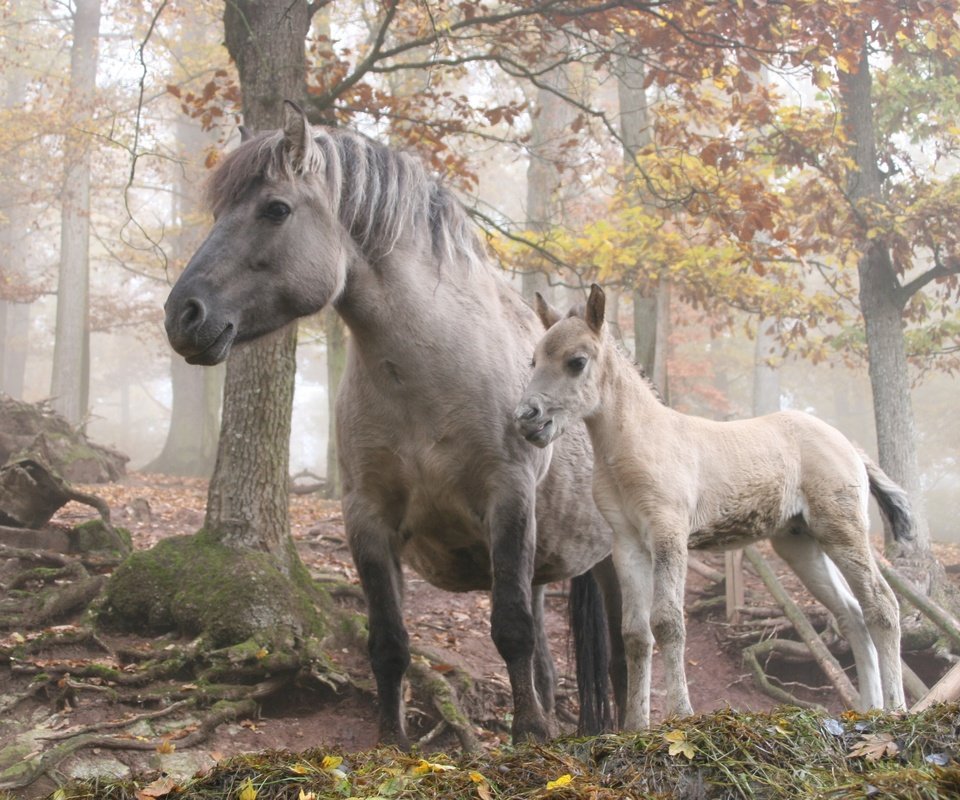 Обои лошадь, деревья, лес, horse, trees, forest разрешение 3504x2336 Загрузить