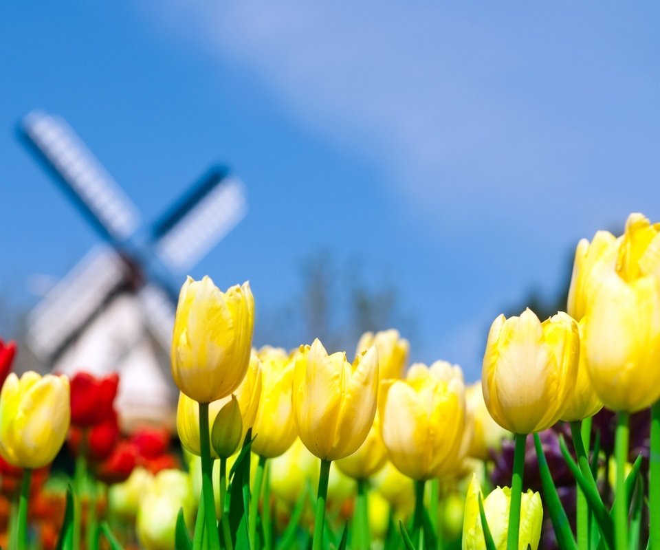 Обои небо, желтый, мельница, тюльпаны, the sky, yellow, mill, tulips разрешение 2560x1600 Загрузить