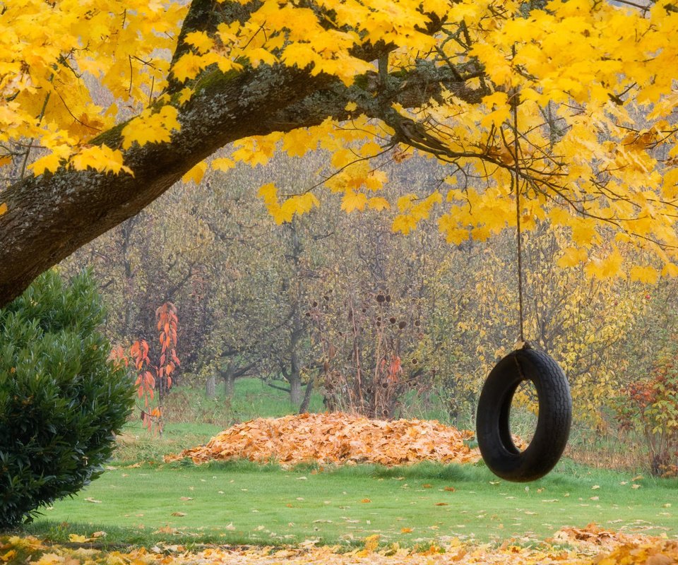Обои листья, осень, колесо, leaves, autumn, wheel разрешение 1920x1080 Загрузить