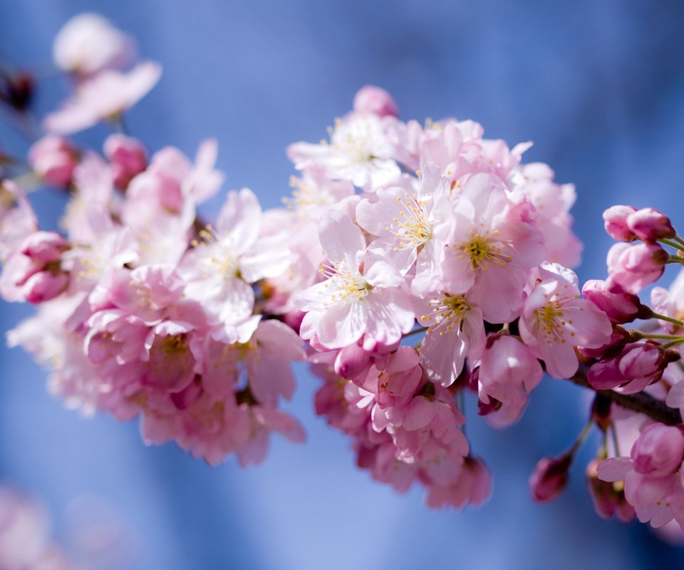 Обои небо, цветы, цветение, лепестки, весна, розовый, вишня, сакура, the sky, flowers, flowering, petals, spring, pink, cherry, sakura разрешение 3648x2736 Загрузить