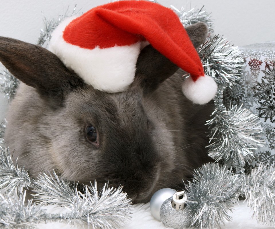 Обои новый год, кролик, шапка, new year, rabbit, hat разрешение 1920x1200 Загрузить