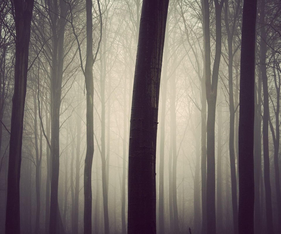 Обои деревья, дерево, лес, туман, стволы, lдерево, trees, tree, forest, fog, trunks разрешение 3000x2000 Загрузить