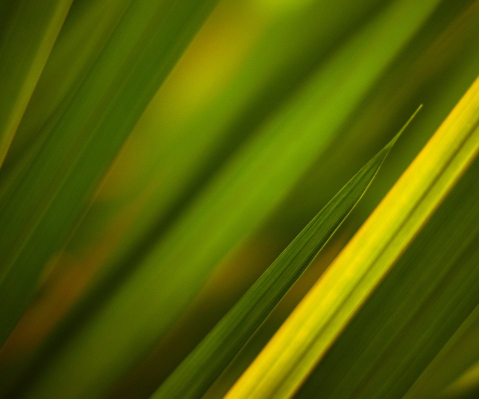Обои трава, текстуры, зелёный, green textures, grass, texture, green разрешение 1920x1200 Загрузить