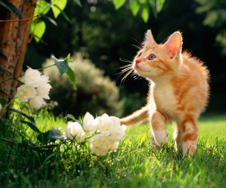 Обои цветы, рыжий котяра, травка, flowers, a ginger cat, weed разрешение 1920x1200 Загрузить