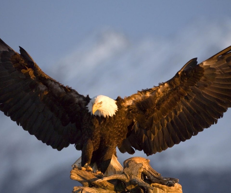 Обои крылья, орел, птица, аляска, в горах, wings, eagle, bird, alaska, in the mountains разрешение 1920x1200 Загрузить