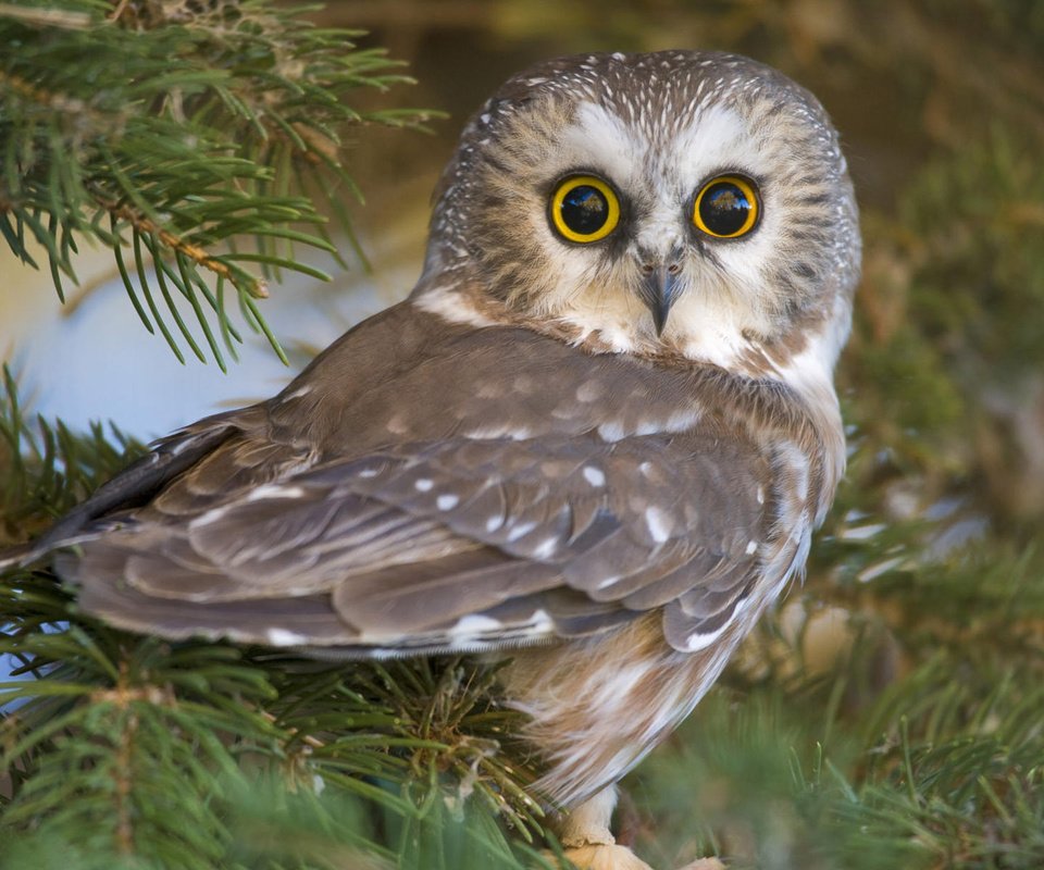Обои глаза, сова, природа, клюв, eyes, owl, nature, beak разрешение 1920x1200 Загрузить