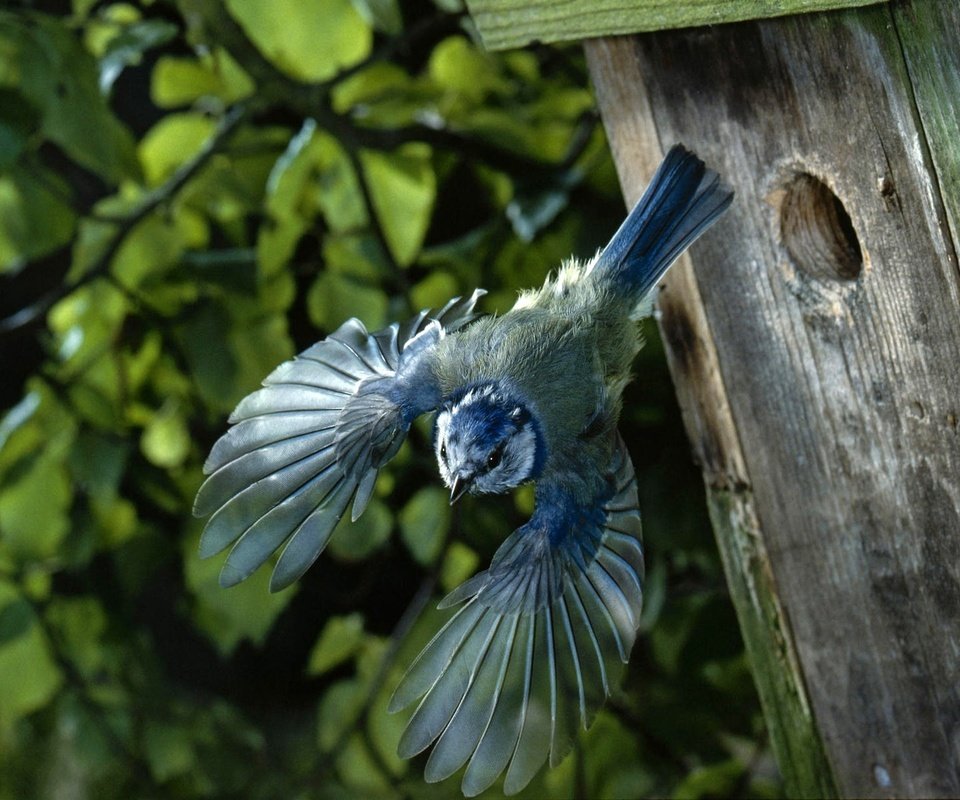 Обои полет, крылья, птица, домик, птичка, скворечник, синица, flight, wings, bird, house, birdhouse, tit разрешение 1920x1200 Загрузить