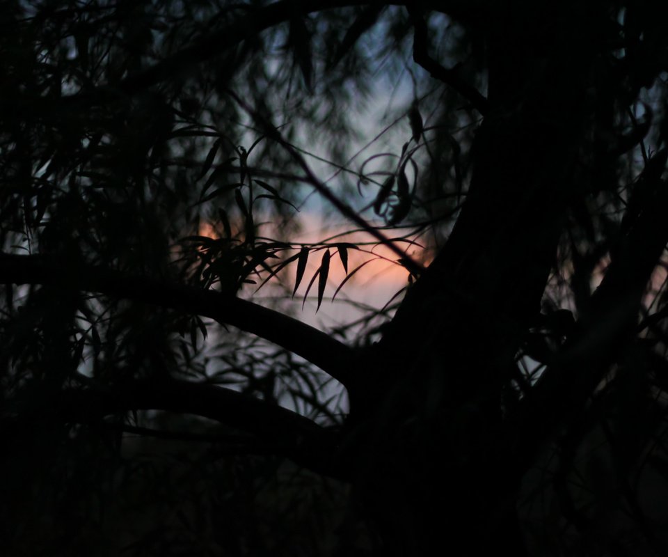 Обои дерево, листья, закат, tree, leaves, sunset разрешение 4752x3168 Загрузить