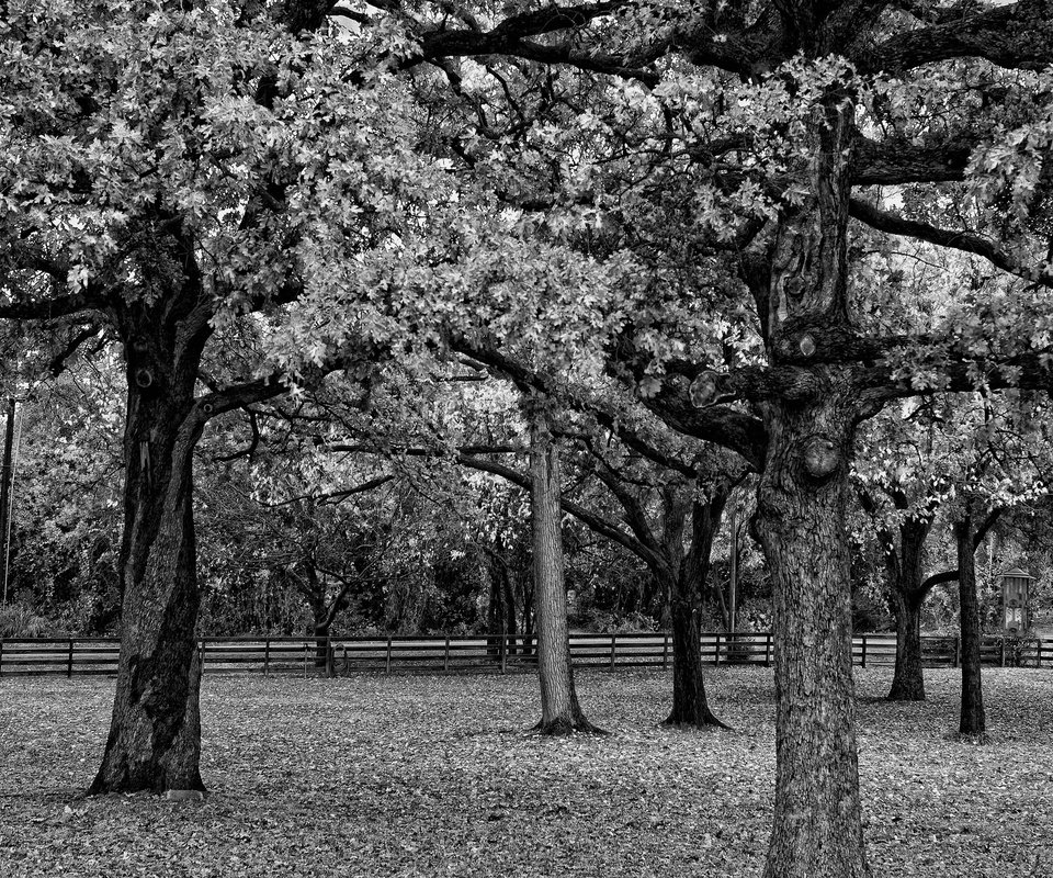 Обои деревья, парк, ветви, листва, забор, чёрно-белое, черно-белая, trees, park, branch, foliage, the fence, black and white разрешение 2560x1600 Загрузить