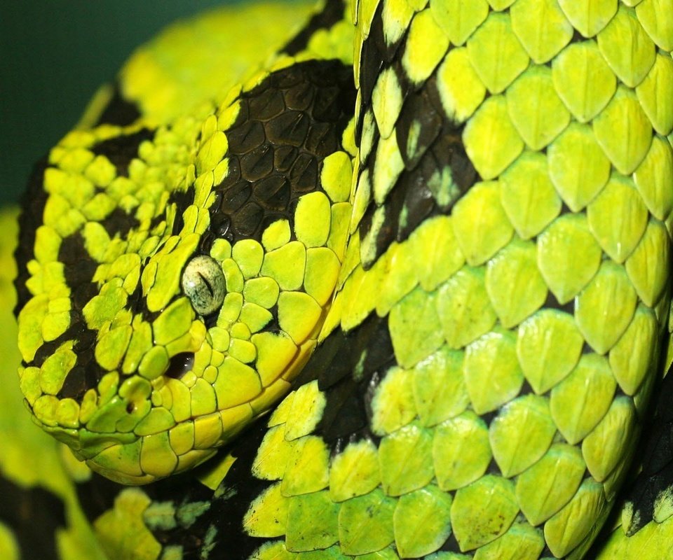 Обои змея, полосатая, необычная, питон, snake, striped, unusual, python разрешение 1920x1200 Загрузить