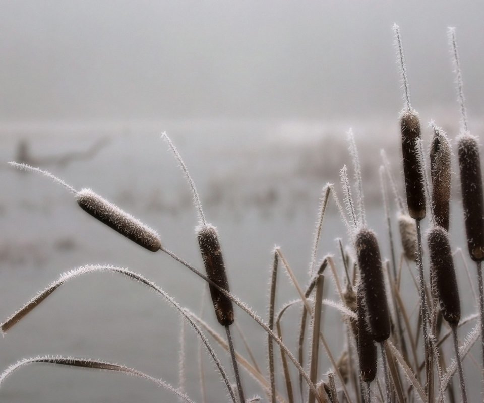 Обои небо, река, природа, обои, камыши, the sky, river, nature, wallpaper, the reeds разрешение 2560x1600 Загрузить