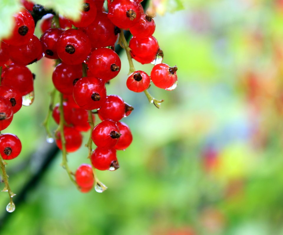 Обои капли, ягоды, красное, красная смородина, росса, смородина, drops, berries, red, red currant, ross, currants разрешение 4752x3168 Загрузить