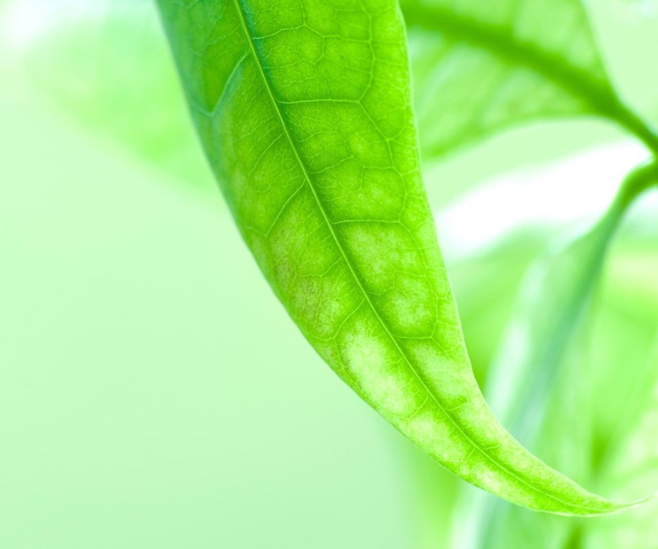Обои зелень, листок, макросьемка, greens, leaf, microsemi разрешение 1920x1200 Загрузить