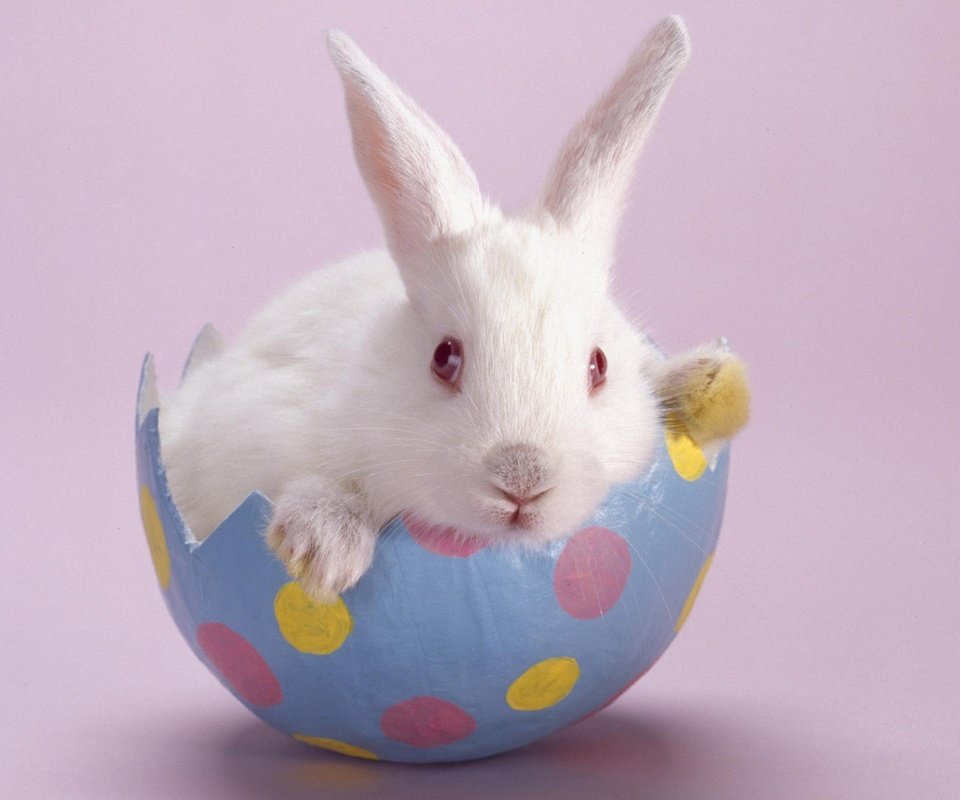 Обои белый, кролик, розовый фон, white, rabbit, pink background разрешение 1920x1200 Загрузить