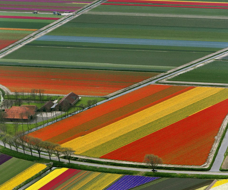 Обои поле, тюльпаны, нидерланды, field, tulips, netherlands разрешение 1920x1080 Загрузить