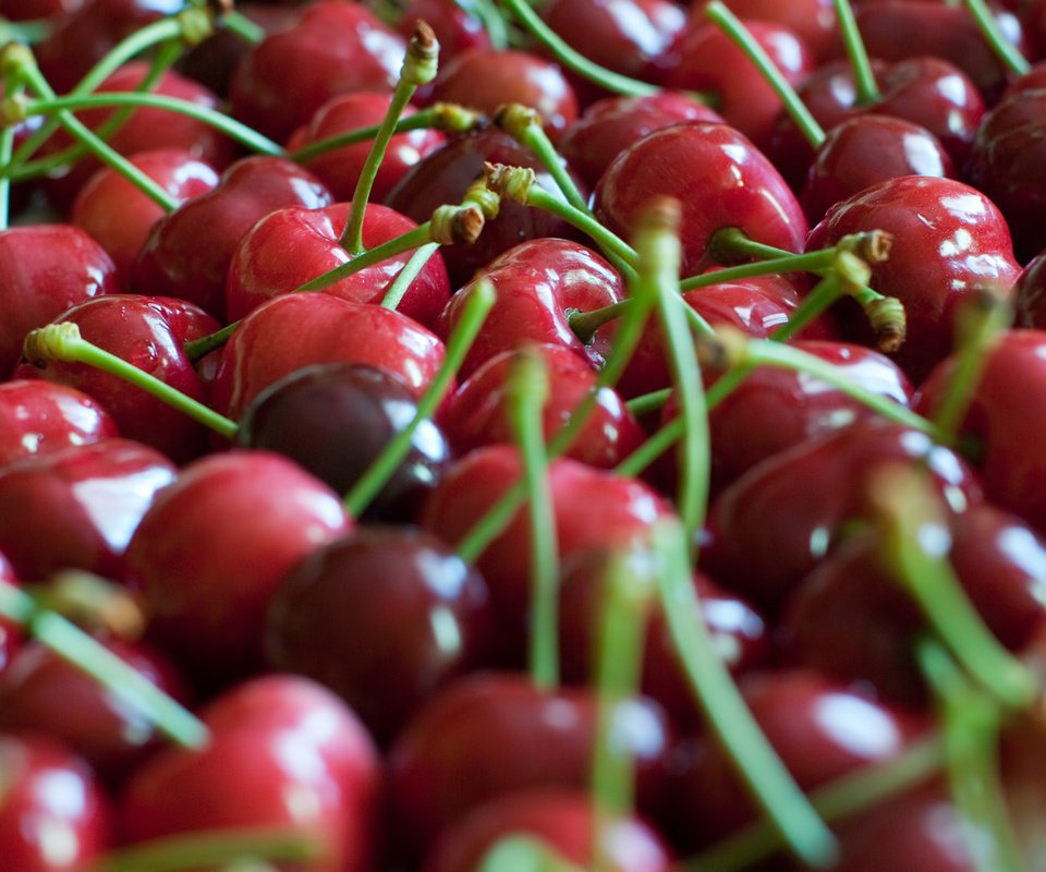 Обои фокус камеры, красная, черешня, ягоды, много, the focus of the camera, red, cherry, berries, a lot разрешение 1920x1200 Загрузить