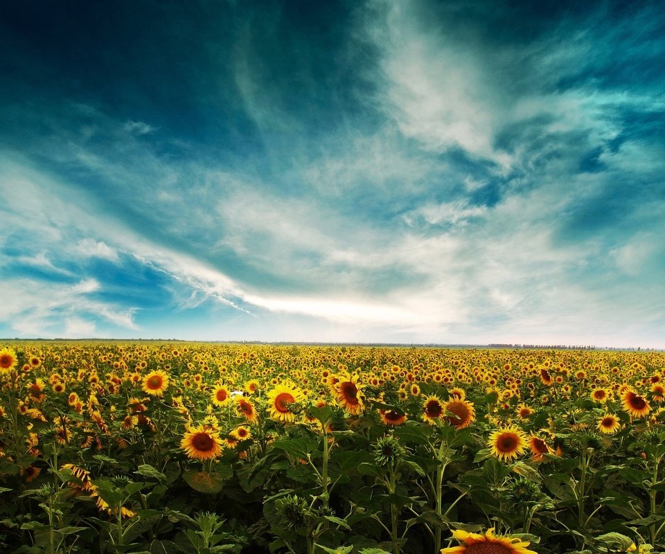 Обои небо, облака, поле, подсолнухи, the sky, clouds, field, sunflowers разрешение 1920x1200 Загрузить