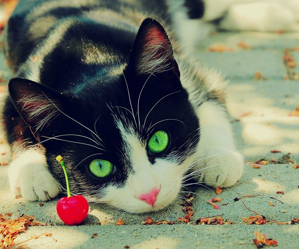 Обои глаза, кот, зеленые, вишня, чёрно-белый, eyes, cat, green, cherry, black and white разрешение 1920x1200 Загрузить