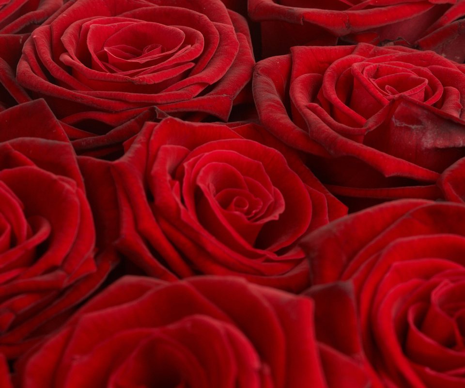 Обои обои, розы, красный, букет, wallpaper, roses, red, bouquet разрешение 2560x1600 Загрузить