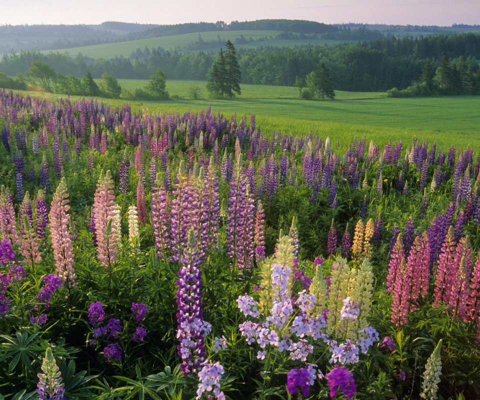 Обои цветы, трава, лес, поле, лето, луг, полевые, flowers, grass, forest, field, summer, meadow разрешение 1920x1200 Загрузить