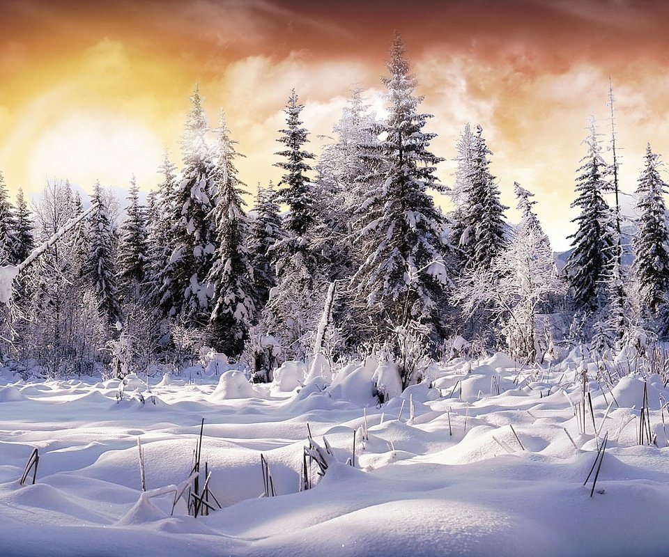 Обои снег, лес, зима, ели, snow, forest, winter, ate разрешение 1920x1080 Загрузить