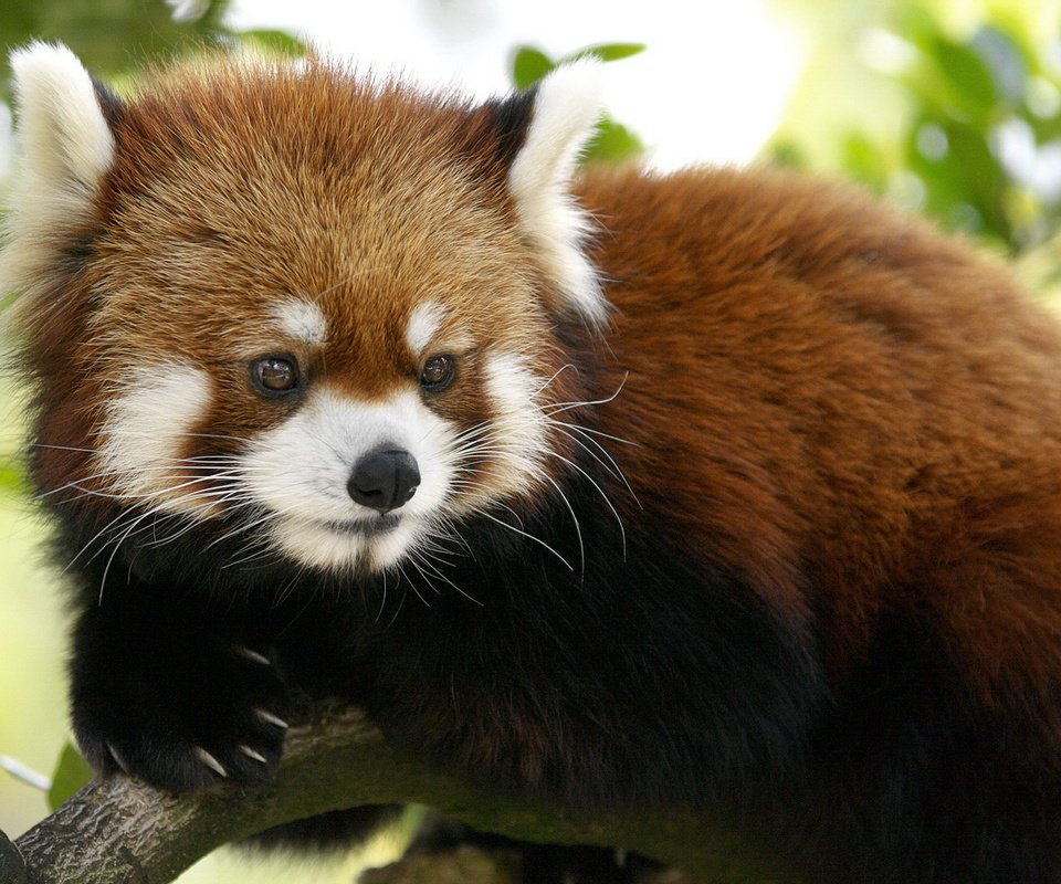 Обои красная панда, red panda разрешение 1920x1080 Загрузить