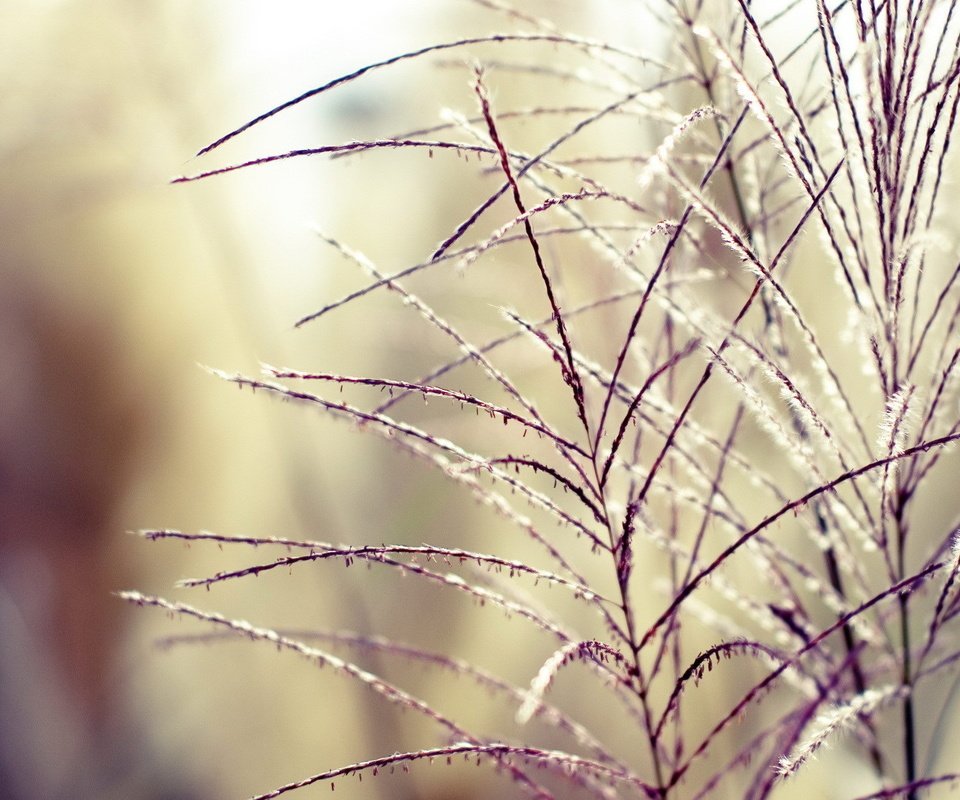 Обои трава, растения, фон, ветки, размытость, колоски, grass, plants, background, branches, blur, spikelets разрешение 1920x1200 Загрузить