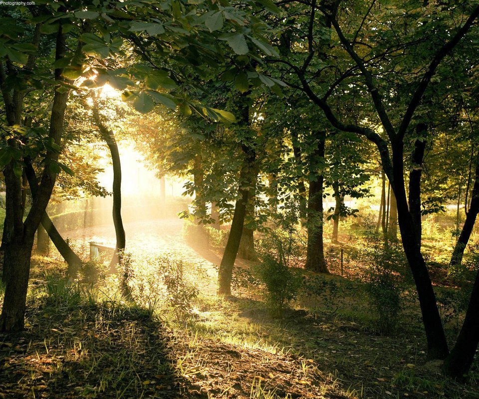 Обои свет, деревья, солнце, лес, лучи, ветки, столы, light, trees, the sun, forest, rays, branches, tables разрешение 1920x1200 Загрузить