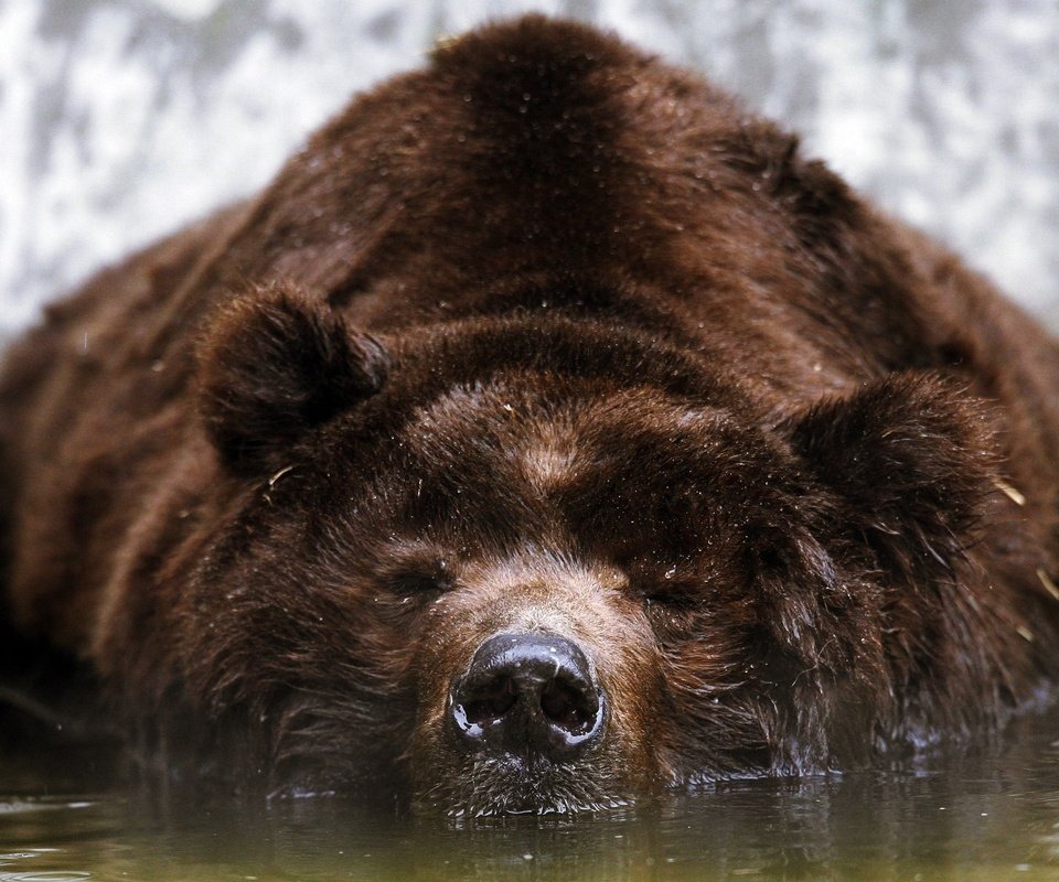 Обои морда, вода, медведь, отдых, бурый, face, water, bear, stay, brown разрешение 2560x1600 Загрузить