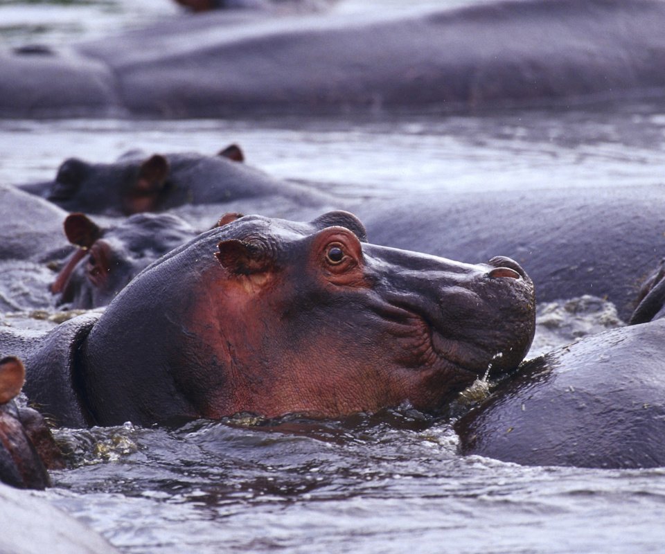 Обои животные, дикая природа, бегемот, в воде, бегемоты, гиппопотам, animals, wildlife, hippo, in the water, hippos разрешение 1920x1200 Загрузить