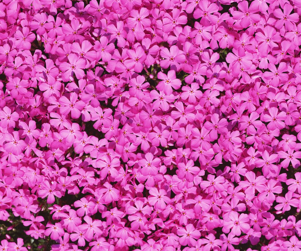 Обои цветы, лепестки, розовые, флоксы, flowers, petals, pink, phlox разрешение 2560x1920 Загрузить