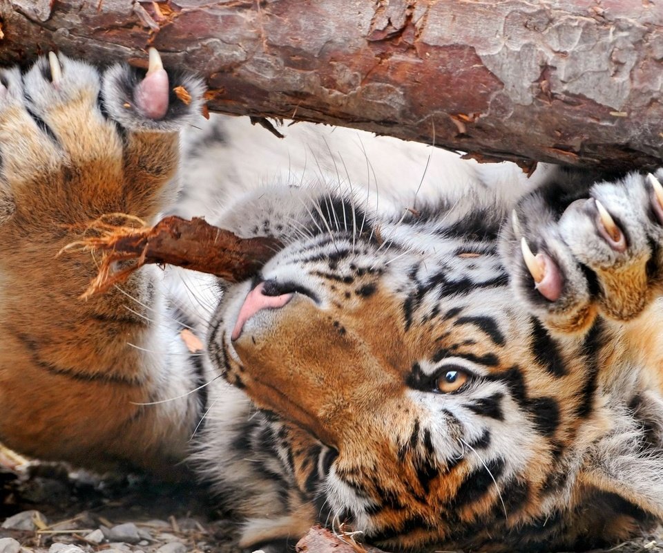 Обои тигр, морда, лапы, хищник, большая кошка, tiger, face, paws, predator, big cat разрешение 1920x1200 Загрузить