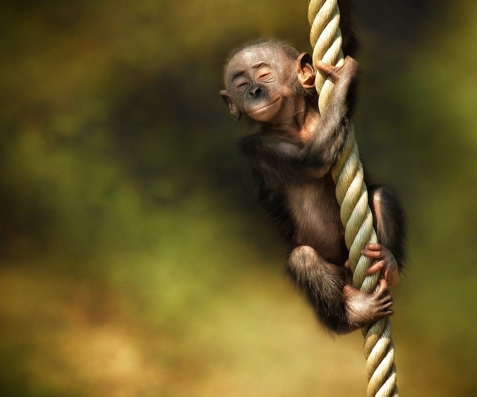 Обои канат, обезьяна, детеныш, rope, monkey, cub разрешение 1920x1200 Загрузить
