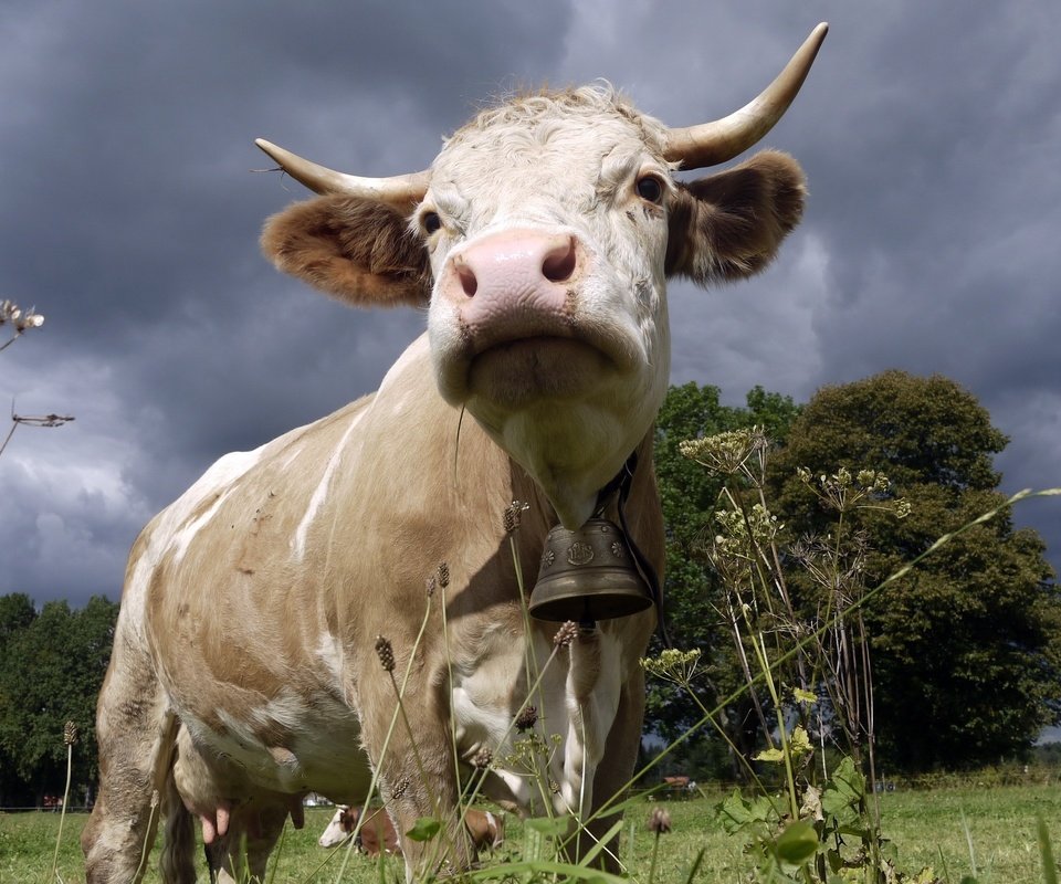 Обои природа, рога, корова, колокольчик, буренка, nature, horns, cow, bell, bessie разрешение 2560x1600 Загрузить